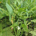 Sagittaria latifolia